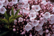 KALMIA LATIFOLIA ELF IN VASO 21CM