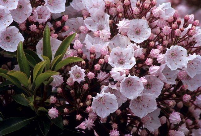 KALMIA LATIFOLIA ELF IN VASO 21CM