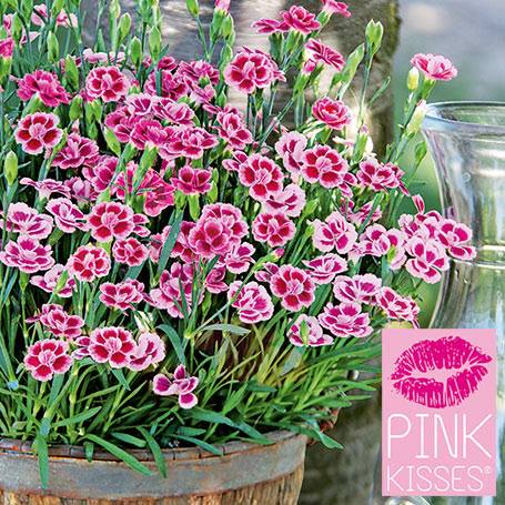 GAROFANINO PINK KISSES VASO 14CM