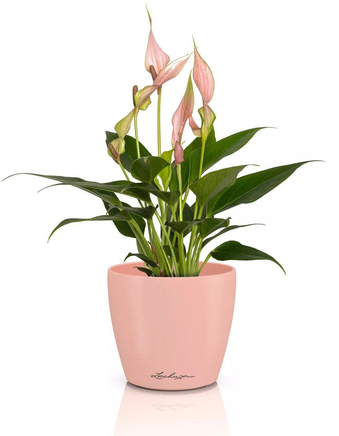 Vaso Classico "Deco 10" D11 H10CM Rosa Magnolia Opaco LECHUZA