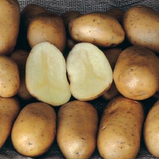 PATATA MONA LISA DA SEMINARE 1.5KG