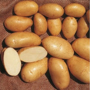 PATATA SPUNTA DA SEMINARE 1.5KG