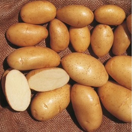 PATATA SPUNTA DA SEMINARE 1.5KG