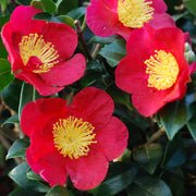 CAMELIA SASANQUA YULETIDE IN VASO 17CM