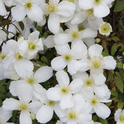 CLEMATIDE SPRING JOY VASO 16CM