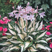 HOSTA FIRE AND ICE IN VASO 15CM