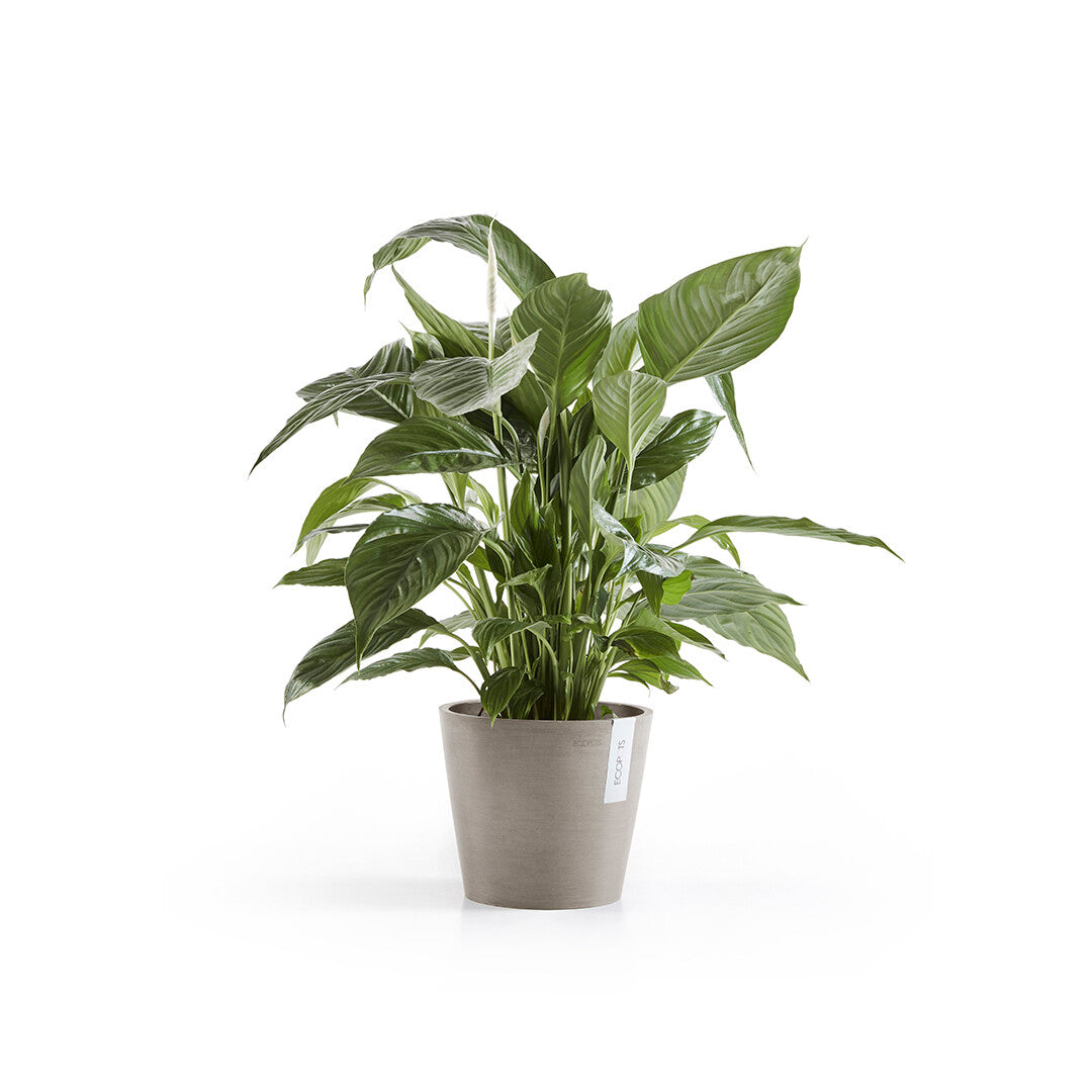 VASO AMSTERDAM 20x17,5CM TALPA