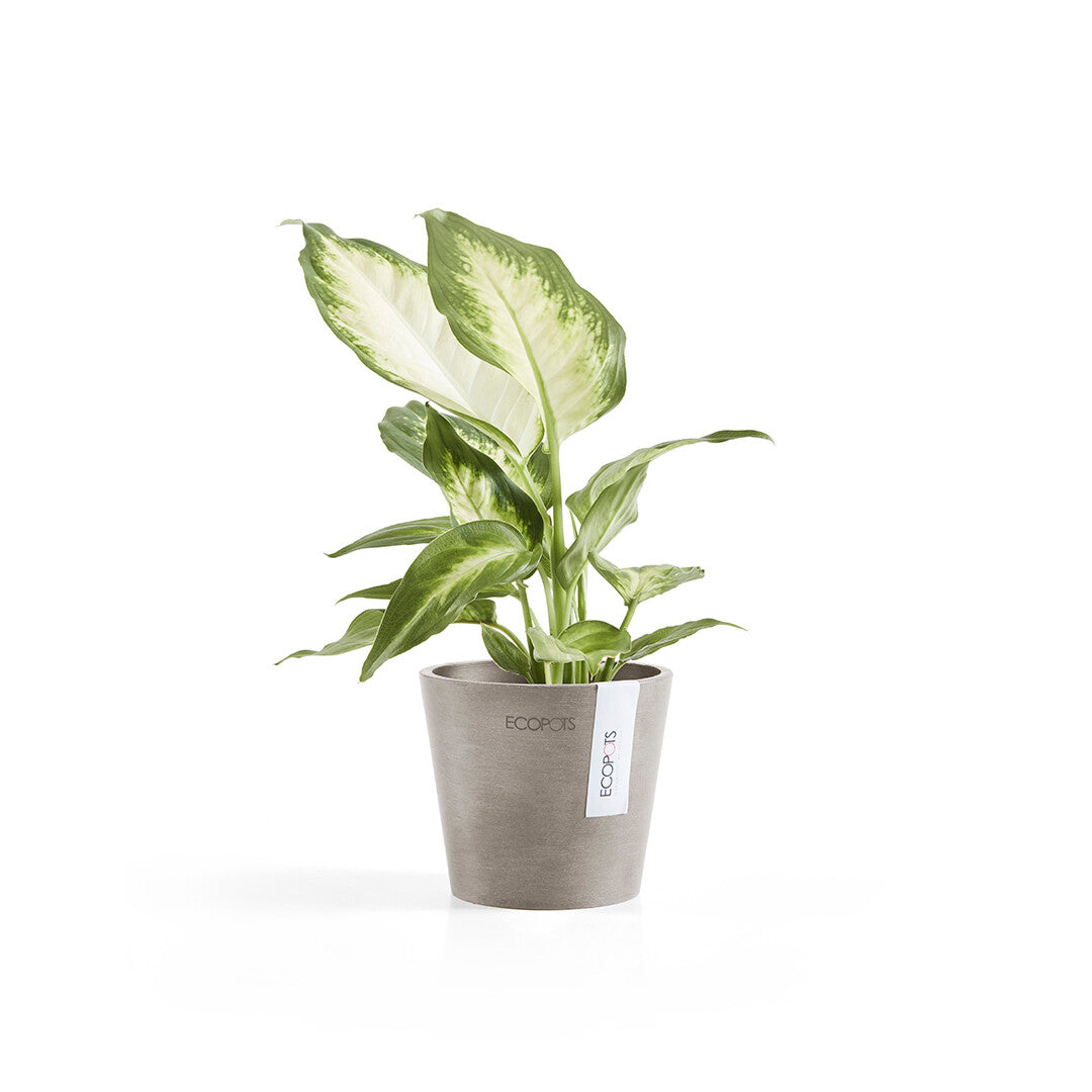 VASO AMSTERDAM MINI D10,5x9,2CM TALPA