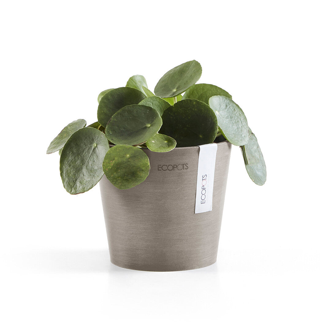 VASO AMSTERDAM MINI D13x11,4CM TALPA