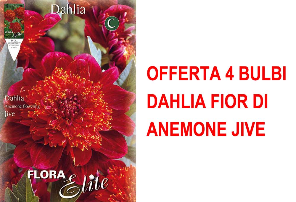 OFFERTA 4 BULBI DAHLIA FIOR DI ANEMONE JIVE