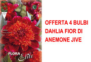 OFFERTA 4 BULBI DAHLIA FIOR DI ANEMONE JIVE