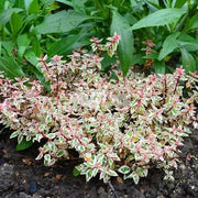 ABELIA GRANDIFLORA LITTLE LADY VASO 19CM