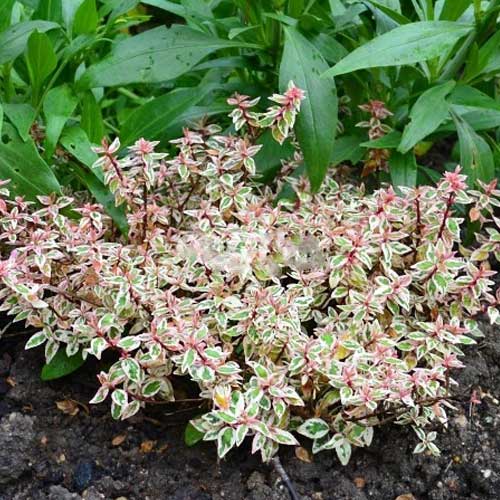 ABELIA GRANDIFLORA LITTLE LADY VASO 19CM