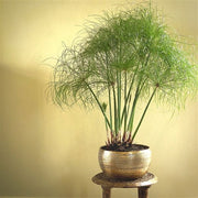 CYPERUS NOFRETETE PAPIRO IN VASO 19CM