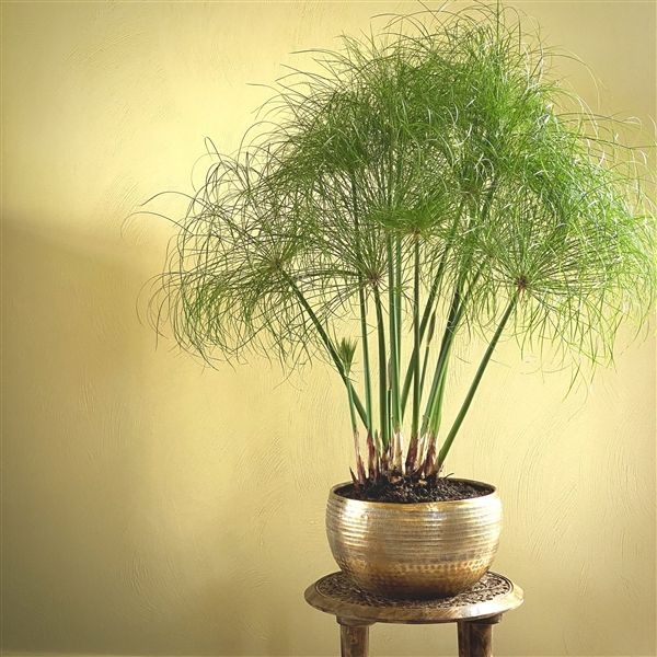 CYPERUS NOFRETETE PAPIRO IN VASO 19CM