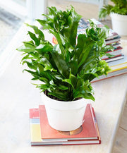 FELCE MICROSORUM GREEN FLAME VASO 20CM