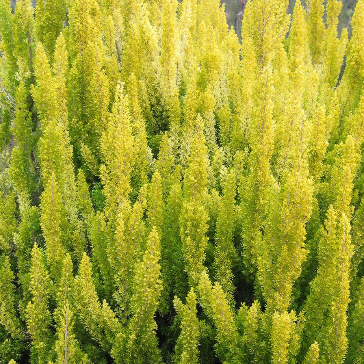 ERICA ARBOREA ALBERTS GOLD VASO 12CM