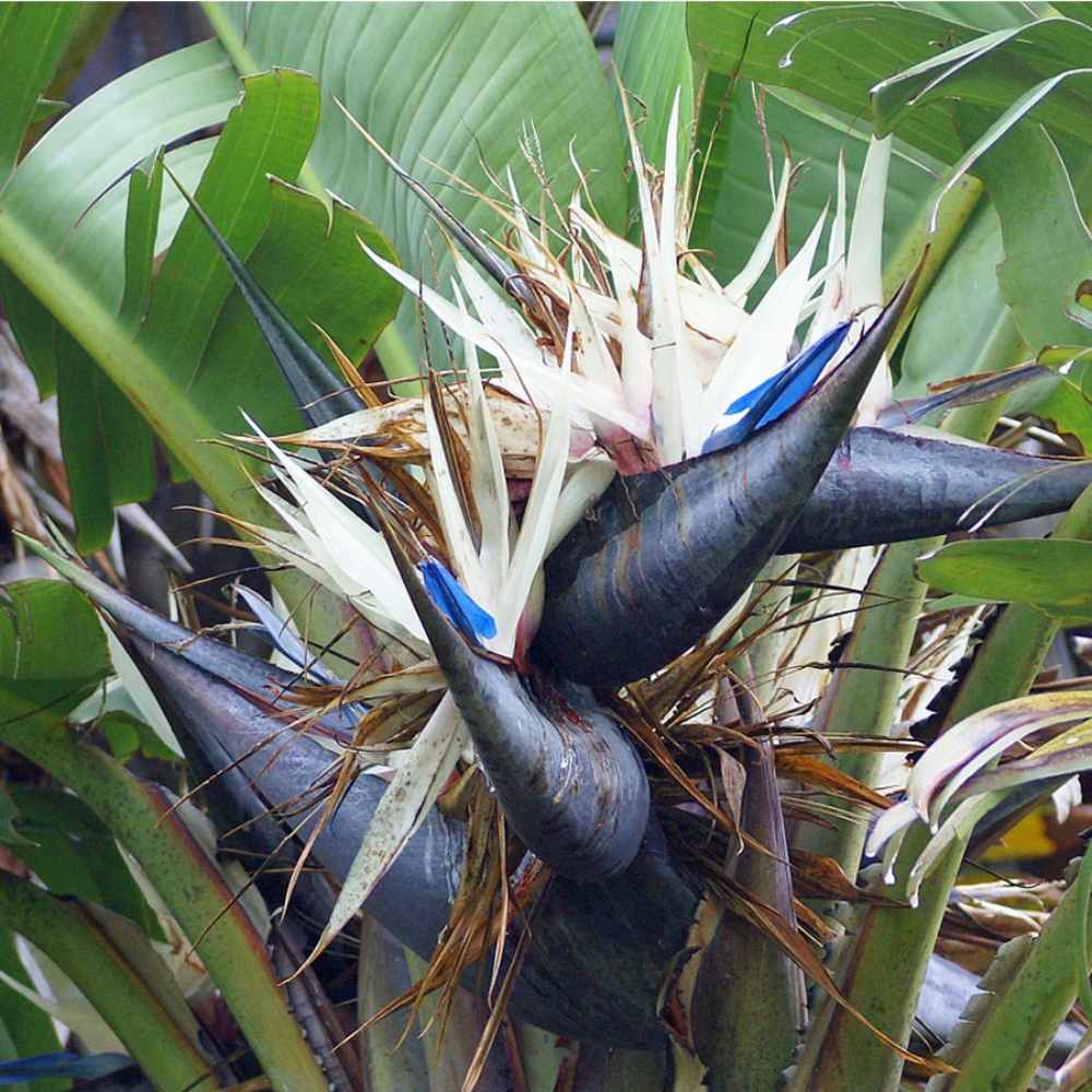 STRELITZIA NICOLAI O UCCELLO DEL PARADISO GIGANTE IN VASO 21CM