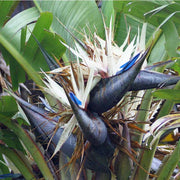 STRELITZIA NICOLAI O UCCELLO DEL PARADISO GIGANTE IN VASO 21CM
