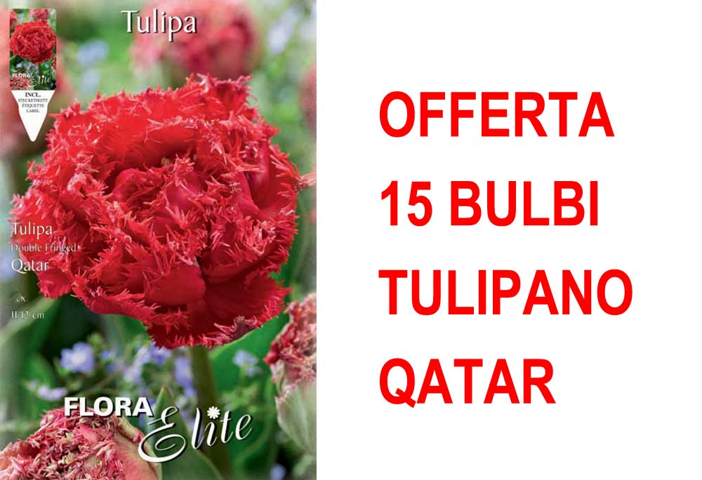 OFFERTA 15 BULBI TULIPANO MULTIFIORI FRINGED DOUBLE QATAR