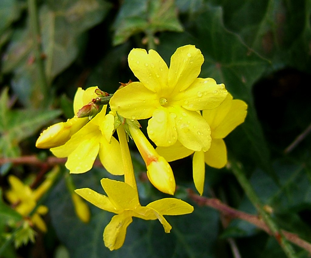 JASMINUM GELSOMINO NUDIFLORUM VASO 12CM
