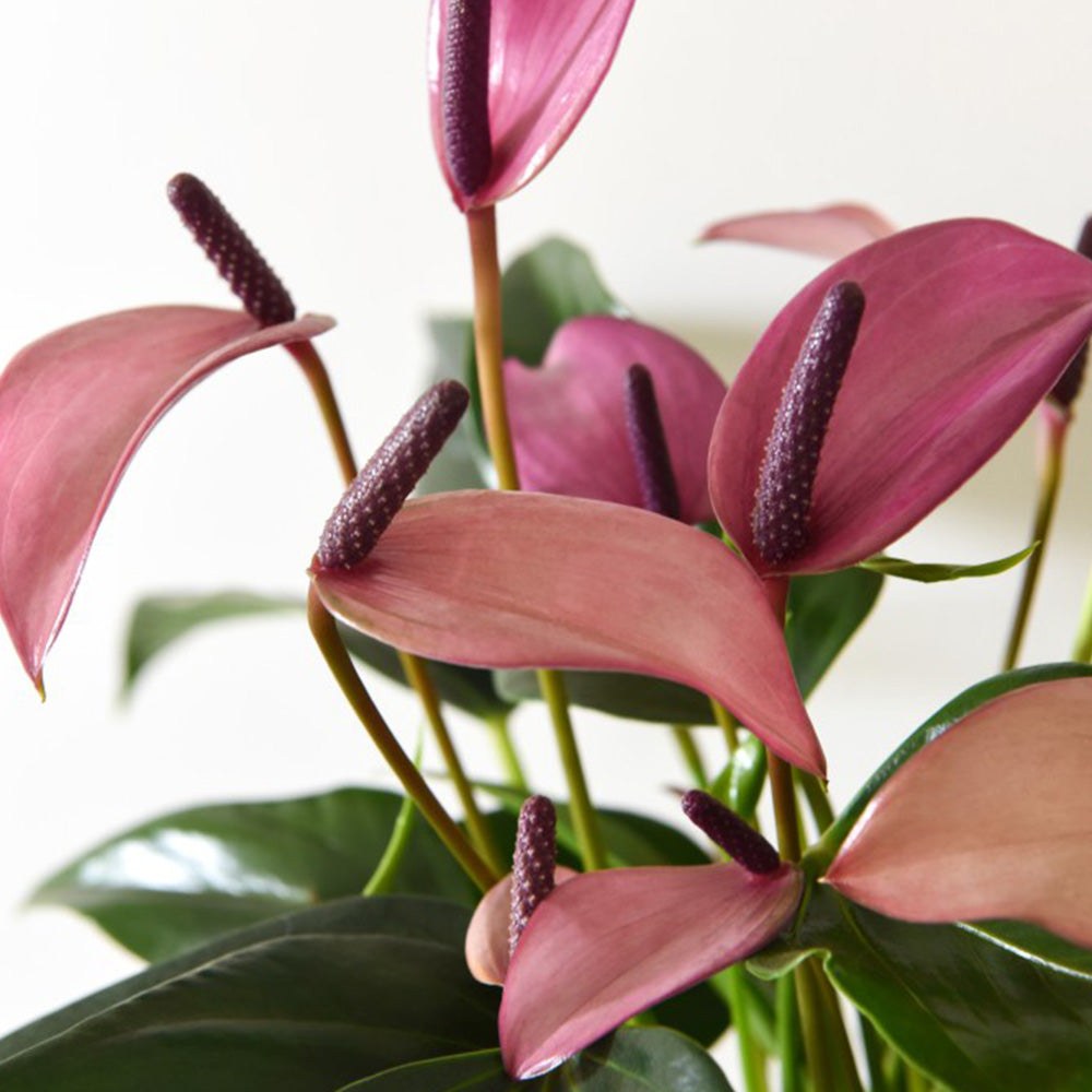 ANTHURIUM ZIZOU CON COPRIVASO CERAMICO VIOLA 7CM