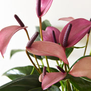 ANTHURIUM ZIZOU IN VASO 17CM