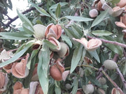 MANDORLO MAKAKO IN VASO 20CM