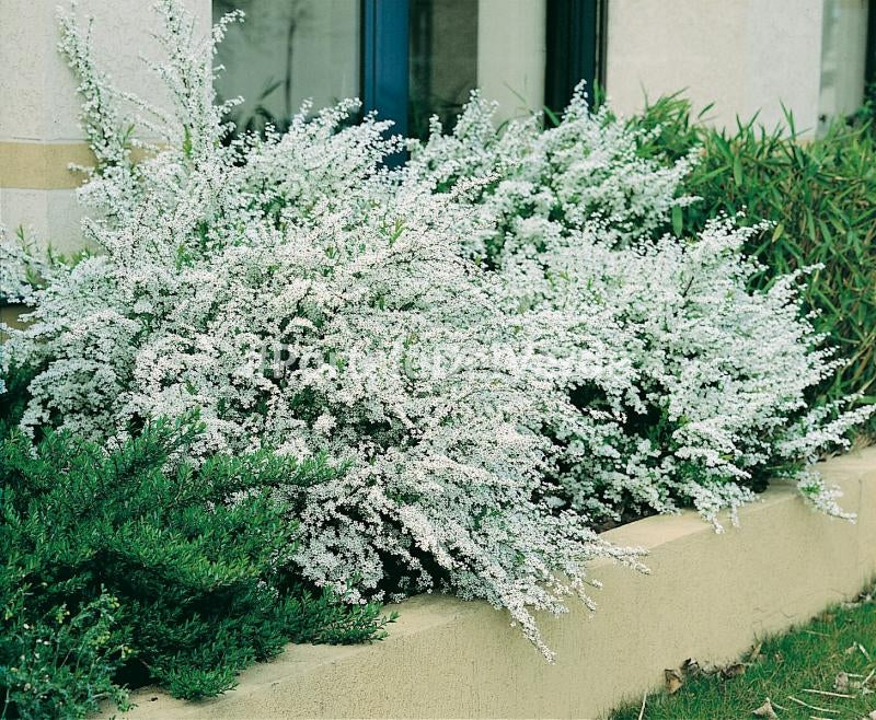 SPIRAEA THUNBERGII IN VASO 18CM