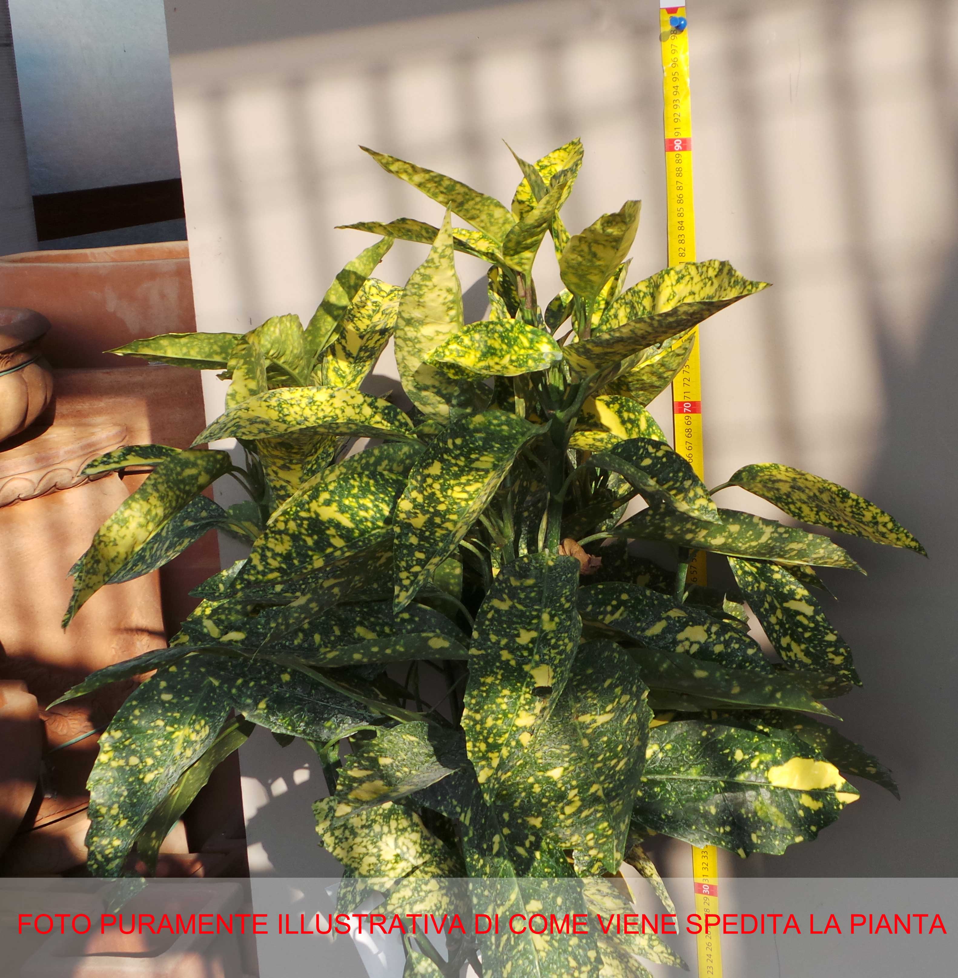 AUCUBA JAPONICA CROTONIFOLIA VASO 21CM