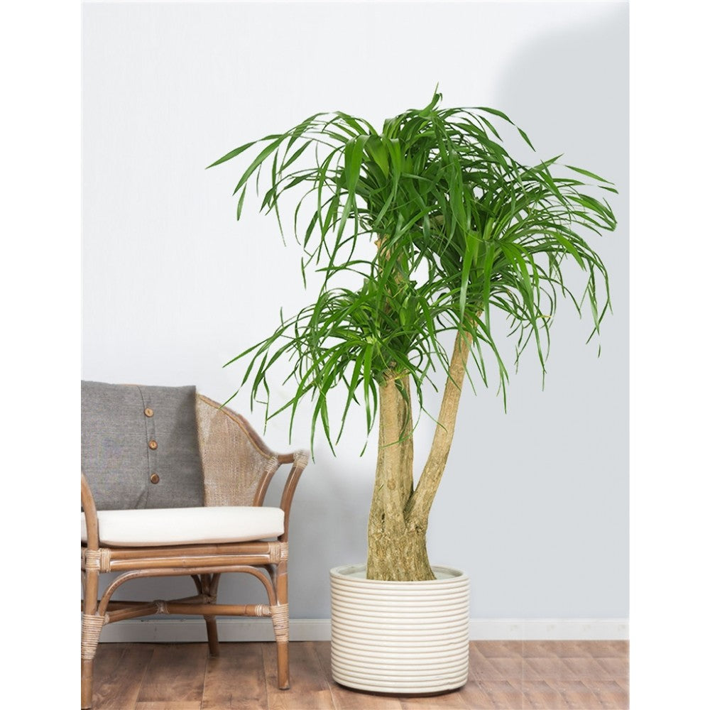 BEAUCARNEA O PIANTA MANGIAFUMO VASO 17CM