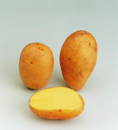PATATA DOLWEN DE BRETAGNE DA SEMINARE 1.5KG
