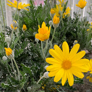 EURYOPS PECTINATUS VASO 14CM