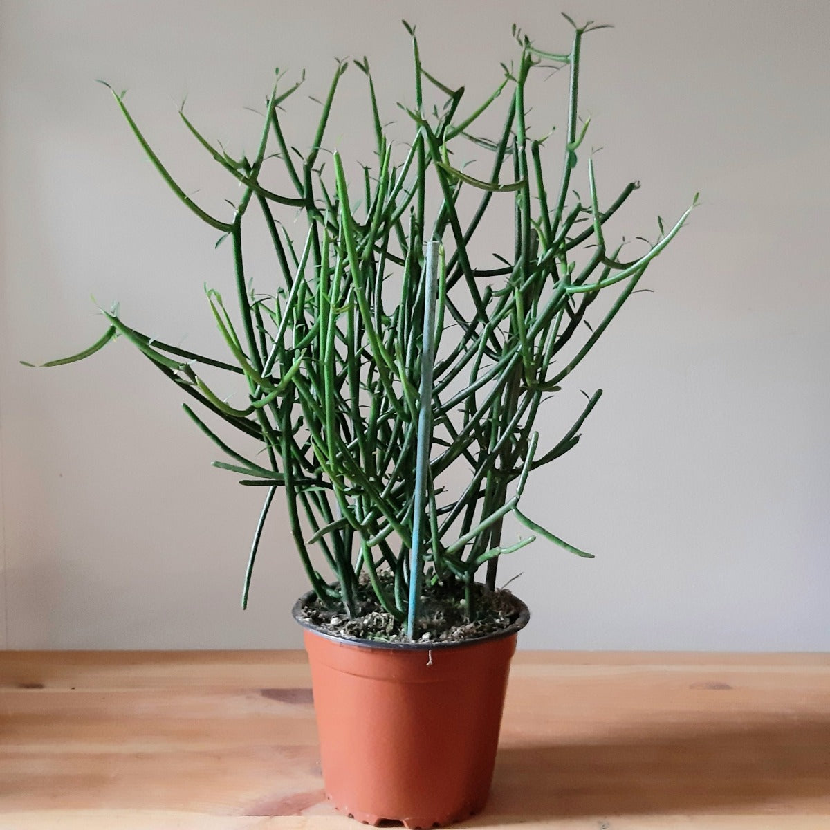 EUPHORBIA TIRUCALLI VASO 17CM