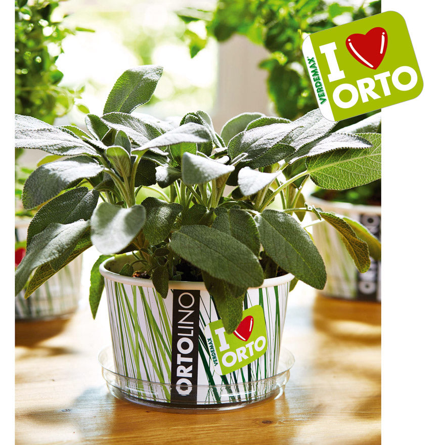 KIT ORTOLINO SALVIA