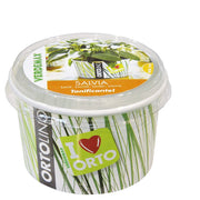 KIT ORTOLINO SALVIA