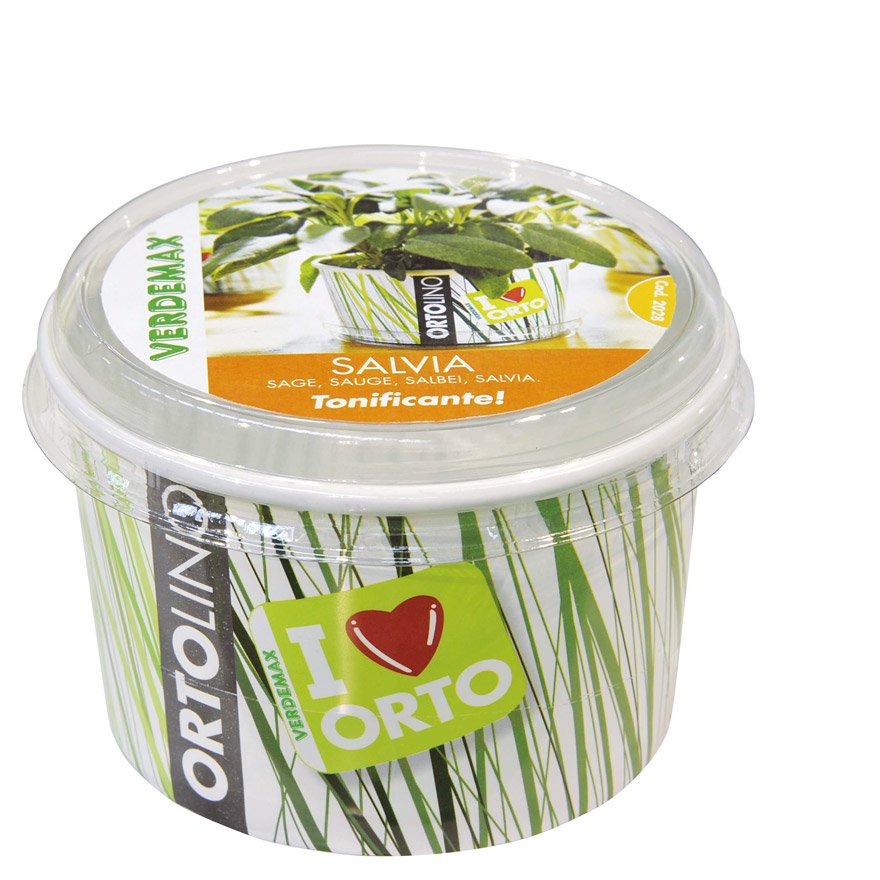 KIT ORTOLINO SALVIA