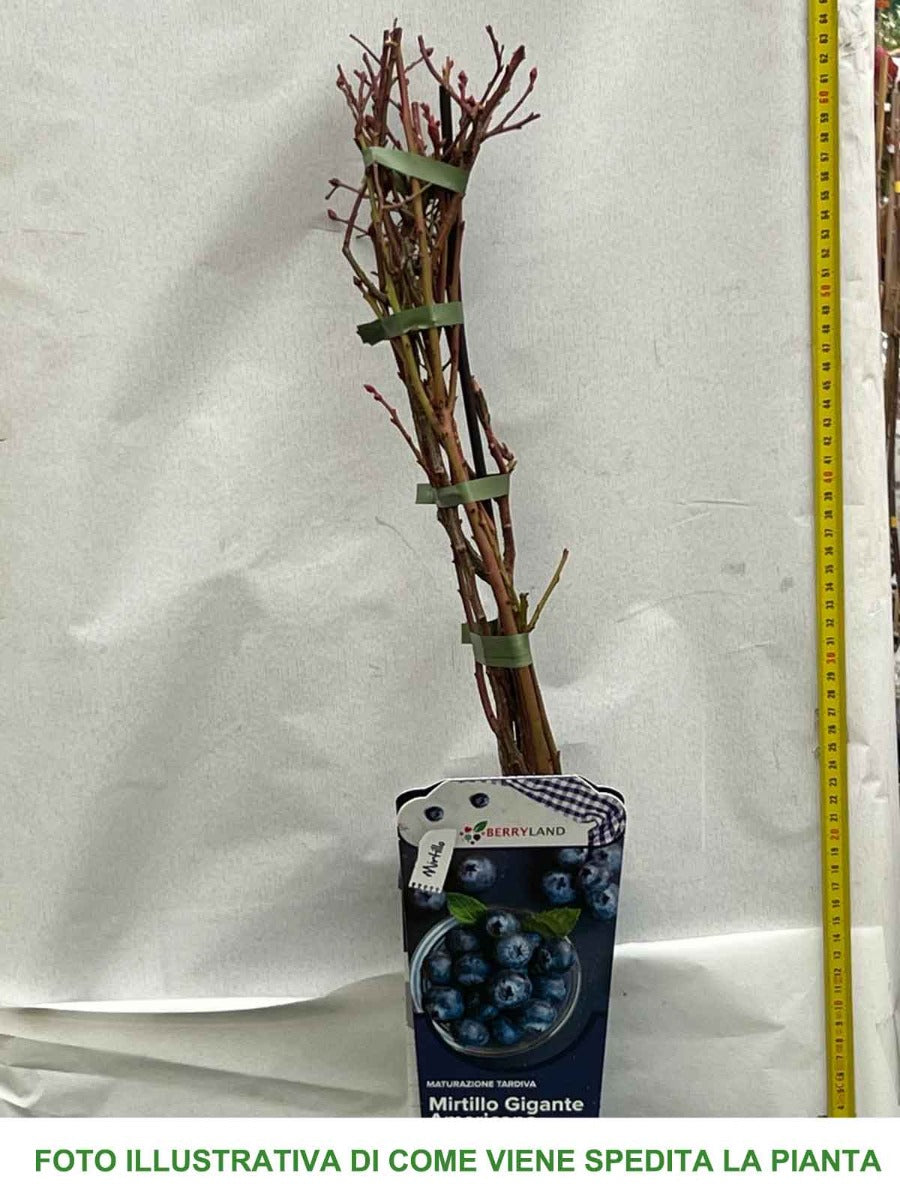 MIRTILLO GIGANTE AMERICANO BLUECROP (1 PIANTA)