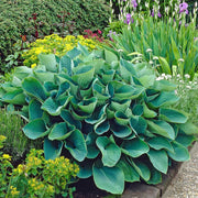 HOSTA ELEGANS IN VASO 17CM