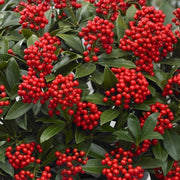 SKIMMIA JAPONICA PABELLA VASO 22CM