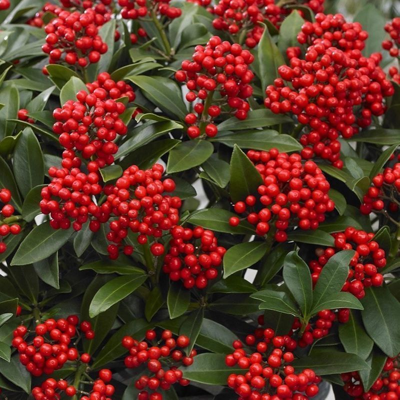 SKIMMIA JAPONICA PABELLA VASO 22CM