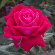 ROSA ELEGANCE FRANCAISE GRANDE FIORE