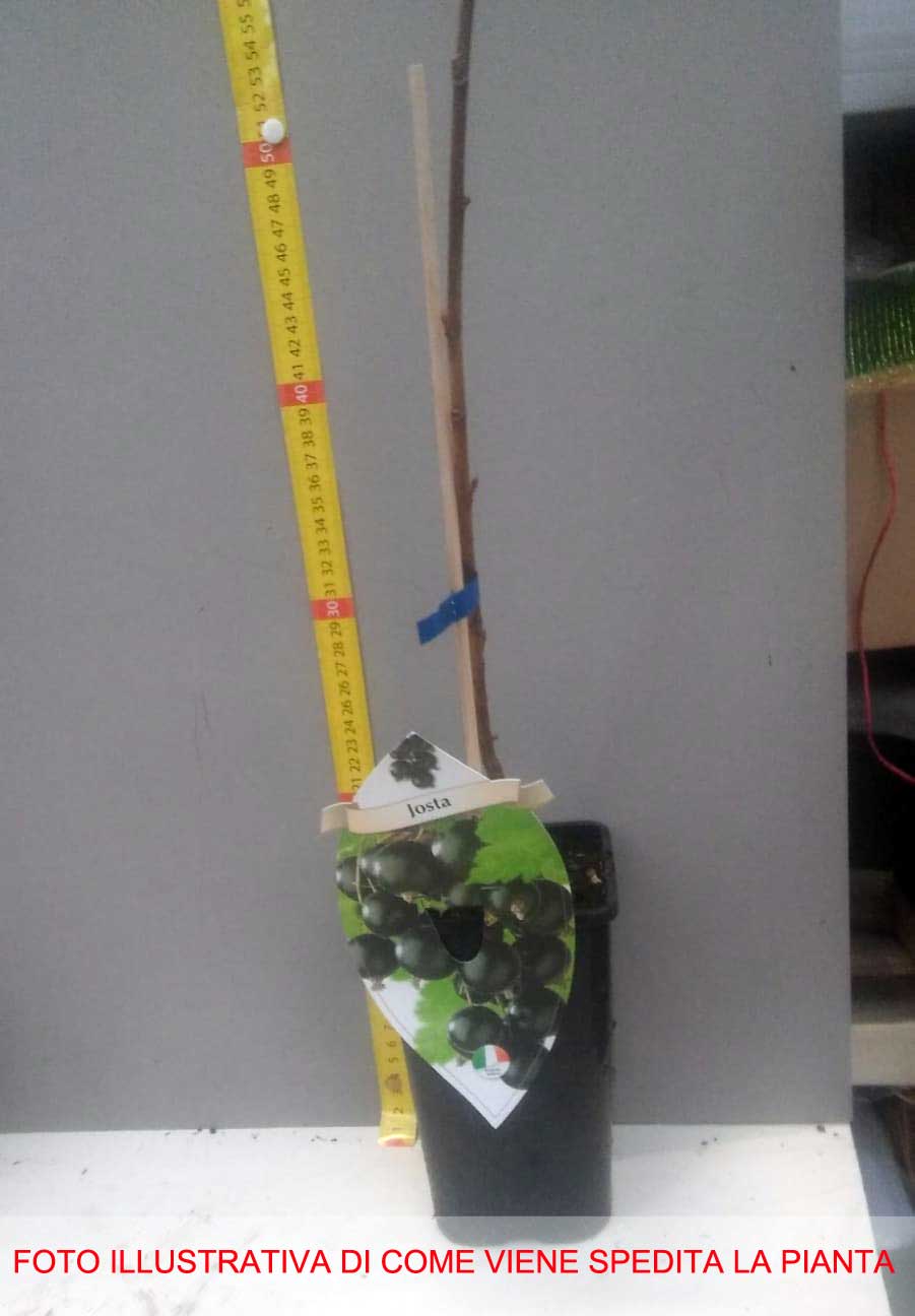 RIBES JOSTABERRY (1 PIANTA)