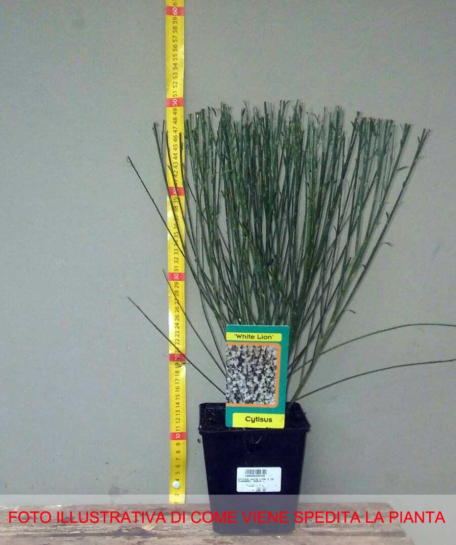 CYTISUS WHITE LION VASO 15CM