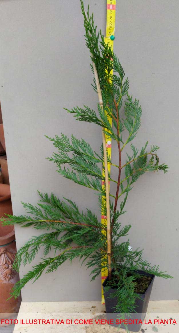 CUPRESSOCYPARIS CIPRESSO LEYLANDII VASO 12CM