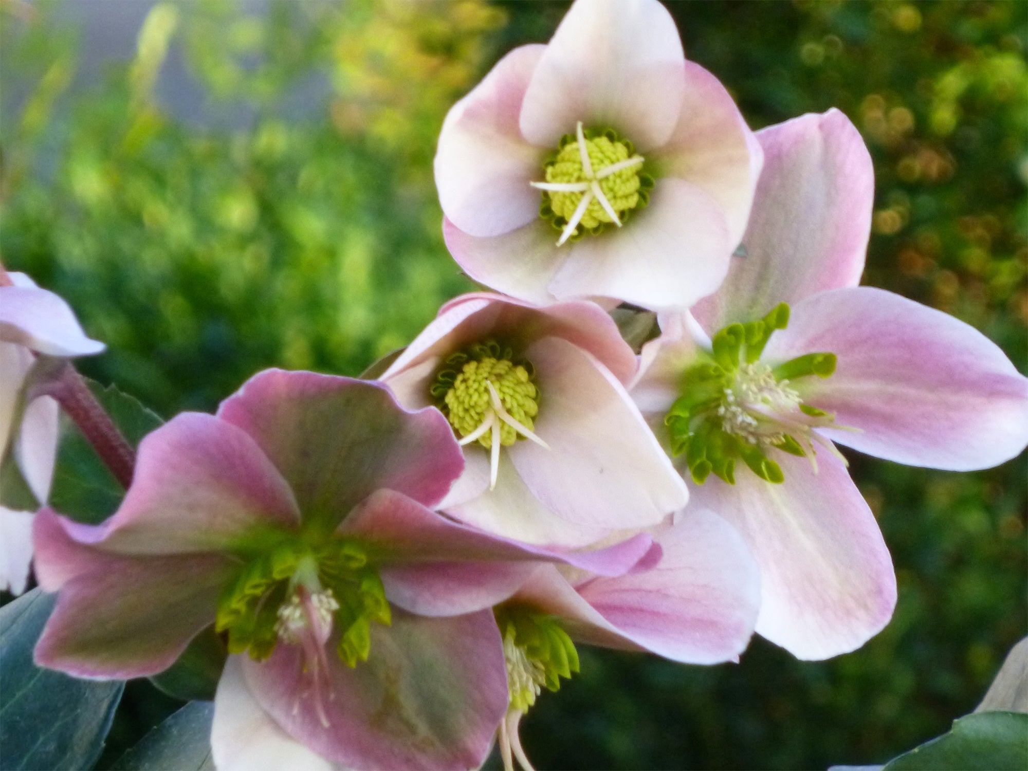 HELLEBORUS ANGEL GLOW ROSA DI NATALE VASO 15CM