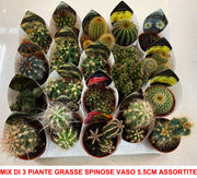 MIX DI 3 PIANTE GRASSE SPINOSE VASO 6CM