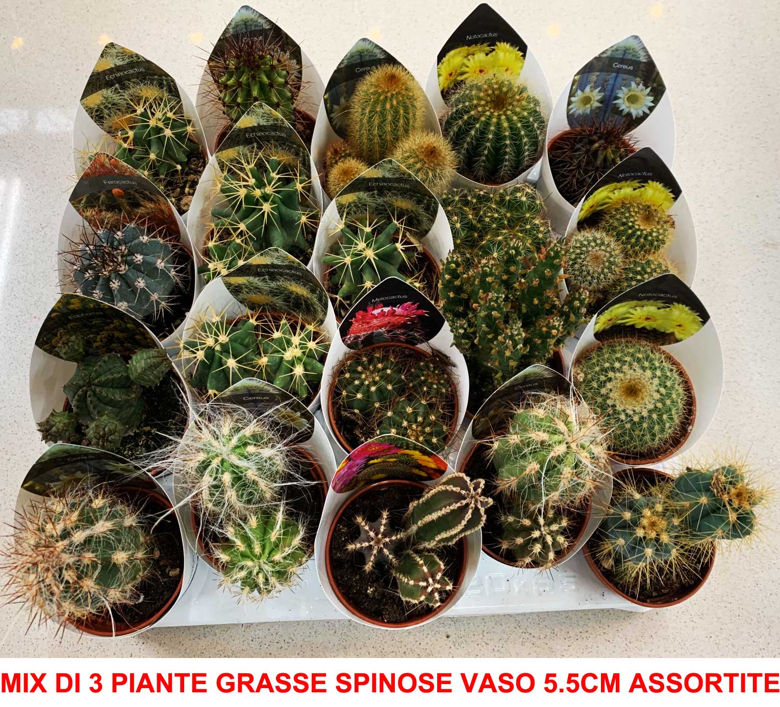 MIX DI 3 PIANTE GRASSE SPINOSE VASO 6CM