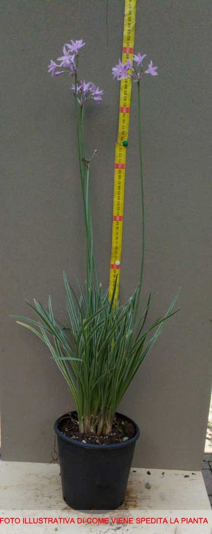 TULBAGHIA IN VASO 18CM