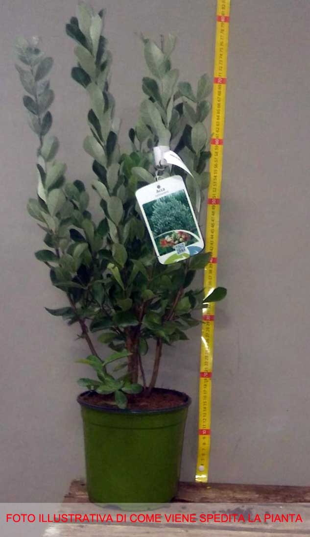 FEIJOA SELLOWIANA VASO 18CM